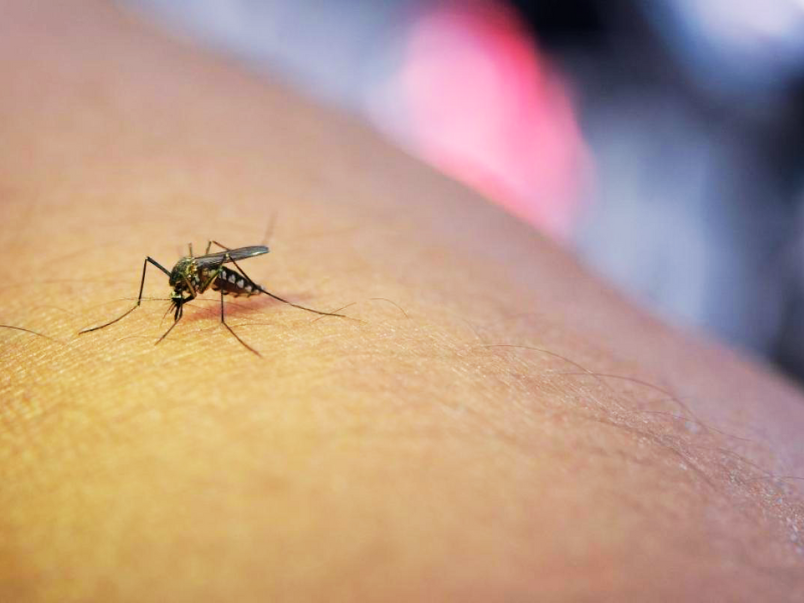 West Nile: chiarezza e risposte immediate